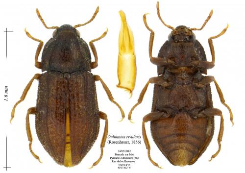 Réf. 193 135 : Oulimnius rivularis